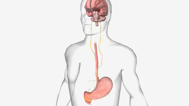Healthy Gut- Brain Axis 3d