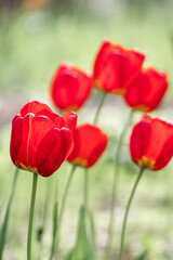 Red tulips blossom close-up in spring, flowers with blurred green meadow bokeh background. Light sunny botany foliage with selective focus
