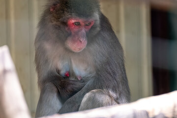 Macaque monkey in zoo enclosure, close-up portrait with blurred background