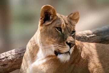 Lion female calm looking, lionesses portrait near tree, close-up on sandy blurred background. Wild animals, big cat