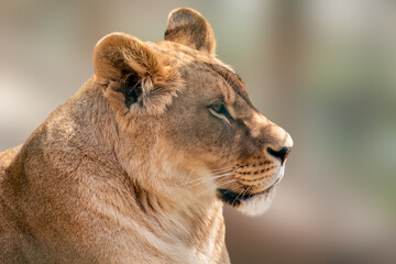 Lion female calm looking right, lionesses portrait, close-up with blurred background. Wild animals, big cat