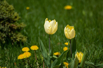 Yellow tulips flowers blooming in green, field of flowers close-up with blurred green background, spring blossom