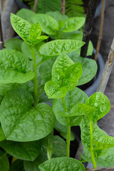 Fototapeta na wymiar Ceylon spinach or basella rubra linn