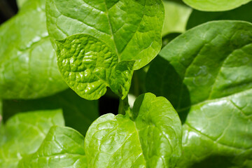 Ceylon spinach or basella rubra linn