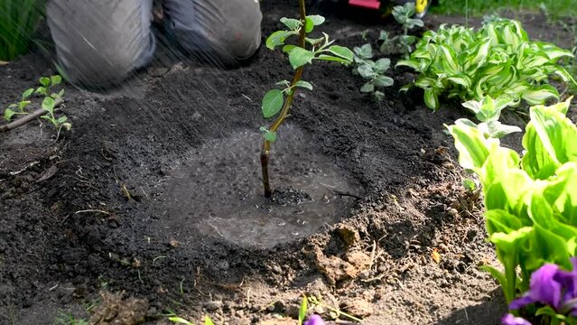 Watering a planted apple seedling in open ground. Growing plants in the country. Fruit bush.