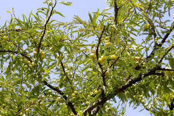 Phyllanthus emblica tree with fruits (Indian Gooseberry, Amla)