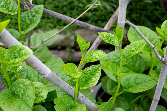 Ceylon spinach or basella rubra linn