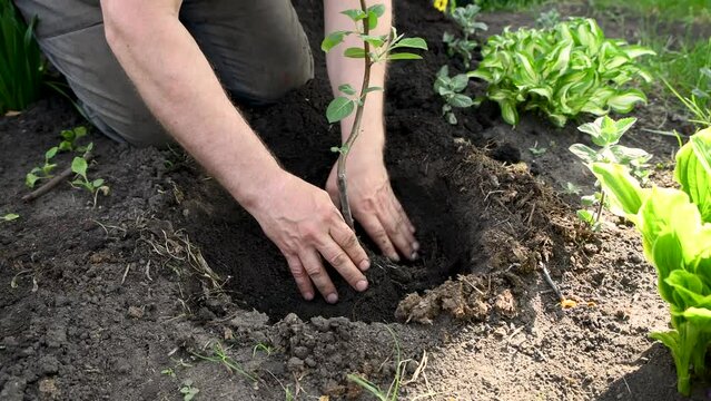 Man plants an apple tree seedling in open ground. Growing plants in the country. Fruit bush.