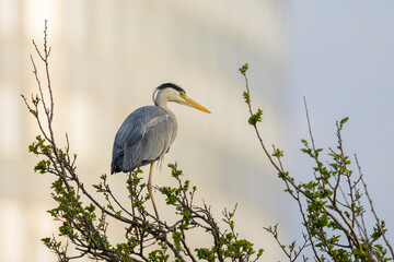 A Grey Heron standing on a tree on a sunny morning