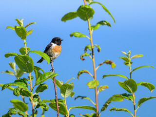 A common stonechat sitting on a small twig