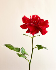 red rose on white background