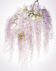 lilac wisteria flower branch isolated on white