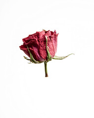 red rose dried on white background