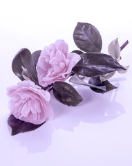 pink rose petals on white