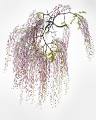 lilac wisteria flower branch isolated on white