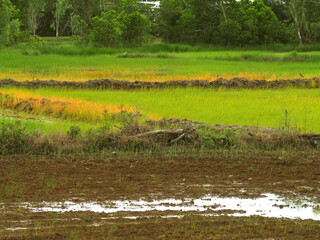 View of yellow and green fields in the paddy field.