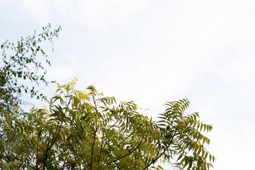 Azadirachta tree in bright sky