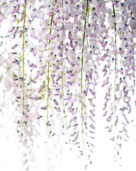 lilac wisteria flower branch isolated on white