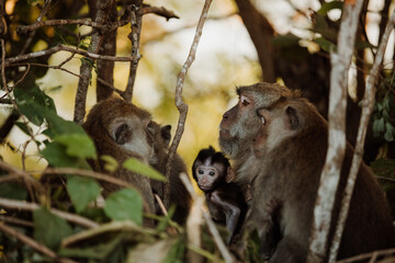 Family of Balinese long-tailed macaque monkey in Ubud monkey forest, Bali, Indonesia.