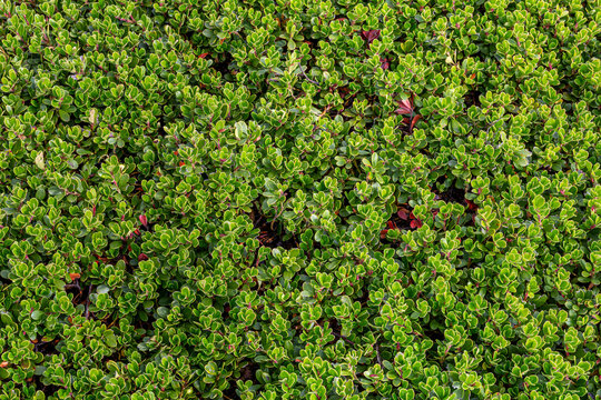 Arctostaphylos uva-ursi. Creeping shrub of bearberry.