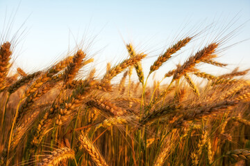 Young wheat grows in the field. During ripening, the color of wheat changes from green to...