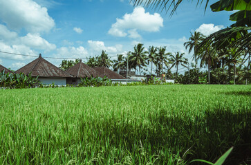 Fototapeta na wymiar An Indonesian village near a rice field. Ubud. Indonesia.