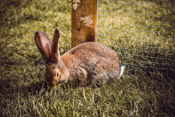 Kleines Kaninchen