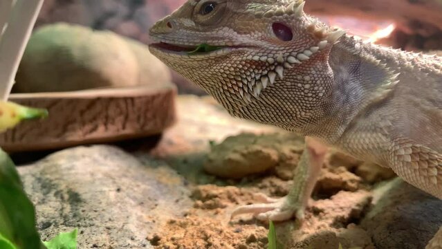 Lizard bearded dragon in terrarium. Australian animal, lives in the desert. A bearded dragon from the Agam family.
