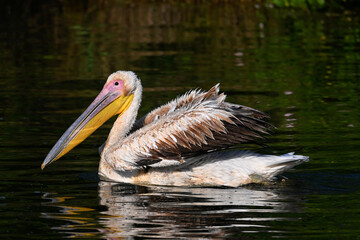 Great white pelican // Rosapelikan (Pelecanus onocrotalus) - Lake Kerkini, Greece
