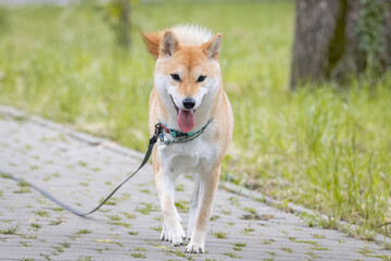 Female red Shiba Inu (cryptocurrency) walks into a camera. Female red Shiba Inu goes into a camera with an open mouse.