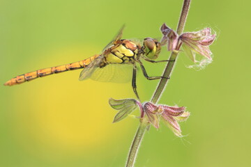 Dragonfly on flower