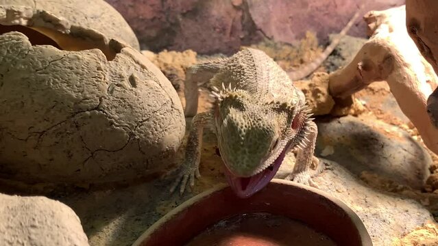 Lizard bearded dragon in terrarium. Australian animal, lives in the desert. A bearded dragon from the Agam family.