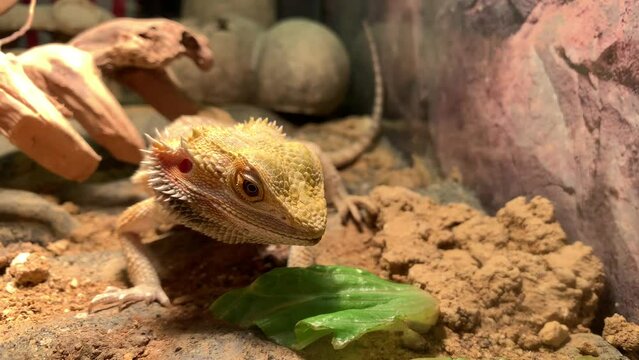 Lizard bearded dragon in terrarium. Australian animal, lives in the desert. A bearded dragon from the Agam family.