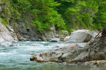 緑に包まれた河川