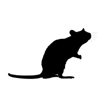 Standing Rats Silhouette. Good To Use For Element Print Book, Animal Book and Animal Content