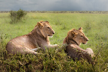 Two wild majestic male juvenile lions with mane, simba, in the savannah in the Serengeti National Park, Tanzania, Africa
