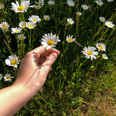 weibliche Hand beim Pflücken sommerlicher Blumen