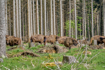 wild living European wood Bison, also Wisent or Bison Bonasus, is a large land mammal and was...