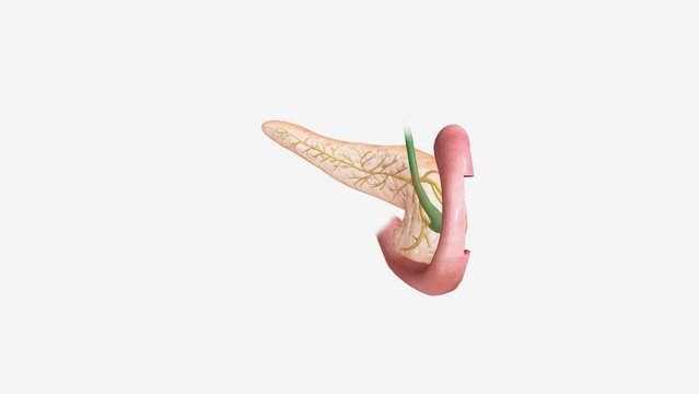 The pancreas is an elongated, tapered organ located across the back of the belly, behind the stomach.