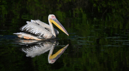 Great white pelican // Rosapelikan (Pelecanus onocrotalus) - Lake Kerkini, Greece