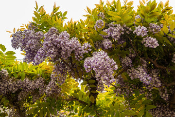 Background with purple wisteria flowers