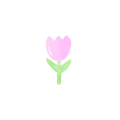 pink tulip flower