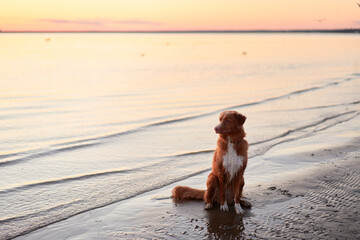 dog on the sea at sunset. Nova Scotia Duck Tolling Retriever in backlight. Beautiful pet in nature...