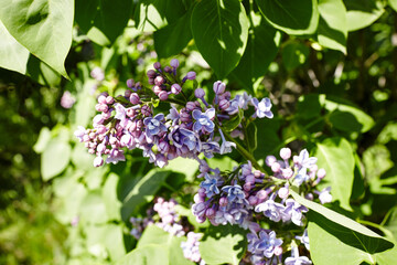 Beautiful lilac flowers branch on a green background, natural spring background. Blooming lilac bush with tender flower. Selective focus, blurred background