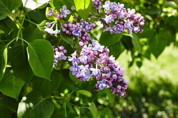Beautiful lilac flowers branch on a green background, natural spring background. Blooming lilac bush with tender flower. Selective focus, blurred background