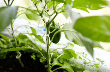 Fototapeta na wymiar Green peppers grows in a greenhouse. Growing fresh vegetables at farm