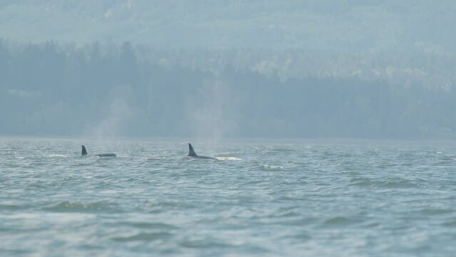 Pod of orca swim and surface together off Vancouver Island pacific coast
