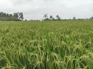 the natural beauty of the rice fields planted with green rice with fresh nature