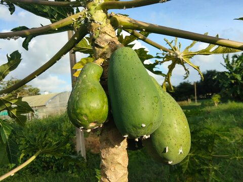 Papaya ringspot virus
