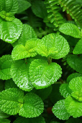 Fototapeta na wymiar Closeup of vibrant green mint foliage after the rain